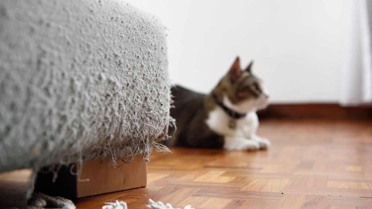 ¿Por qué los gatos rasguñan los muebles y otras superficies? Así podría evitarlo