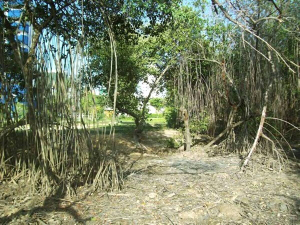 Temporada de Siembras de Especies del Bosque seco tropical en Cartagena