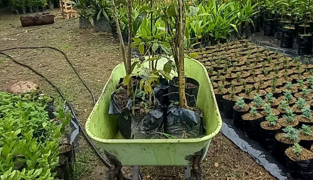 Jornada de reforestación en los cerros orientales