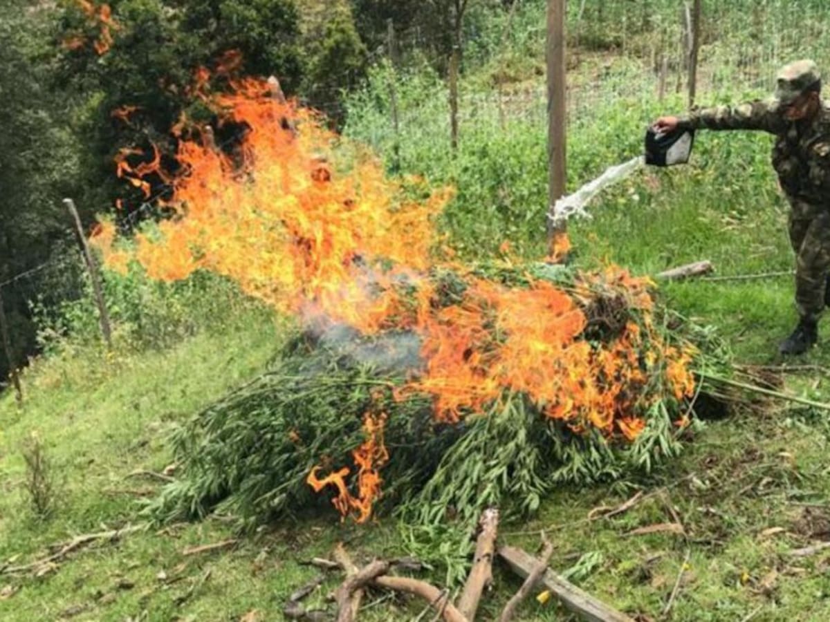 Soldados erradicaron un cultivo de marihuana