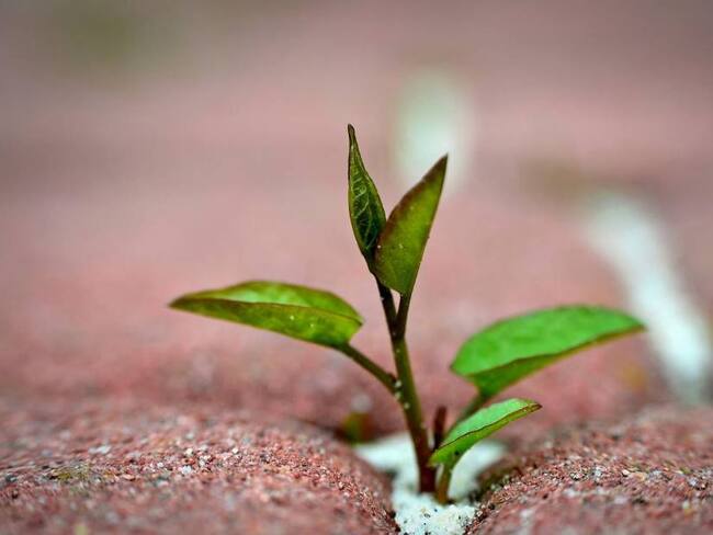 SANAMENTE 03 DE MAYO COMPLETO