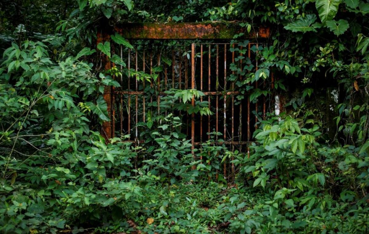 La naturaleza reclama su territorio y se instala en las ruinas de lo que alguna vez fue un temido lugar de reclusión en el Pacífico colombiano.