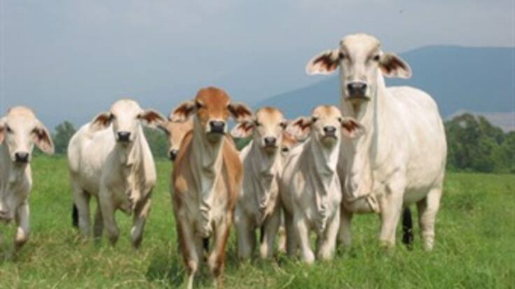 El ICA debe responder por contrabando desde Venezuela: Fedegán