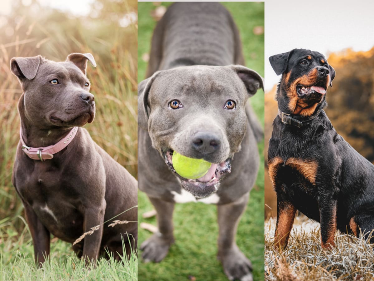 ¿Está el suyo? Estas son las razas de perros que deben usar bozal en la calle