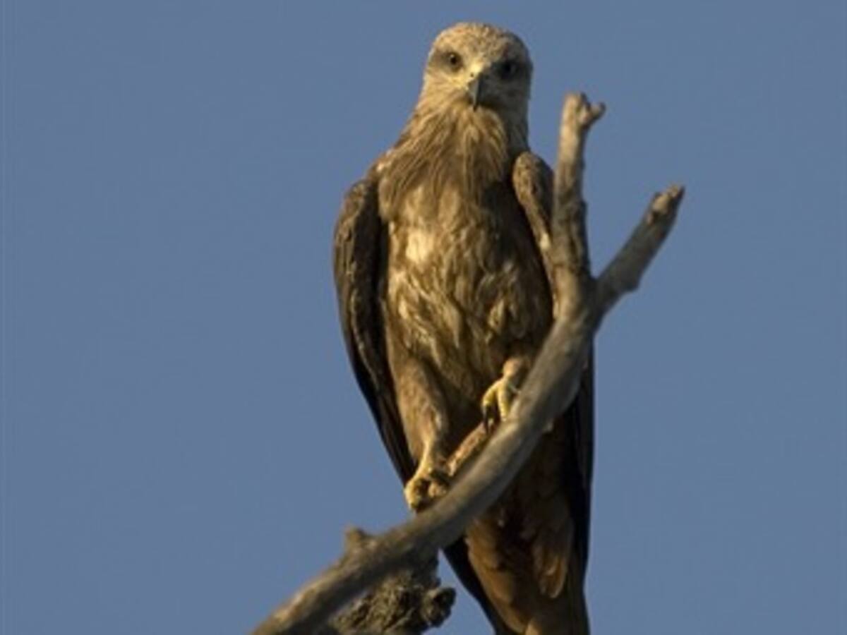 El pájaro milano presume fuerza a través de su nido