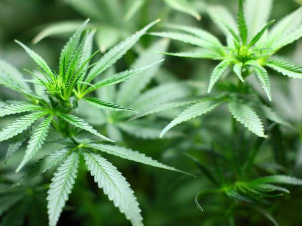 PharmaCielo recibe licencia de producción y fabricación de cannabis medicinal por parte de MinSalud