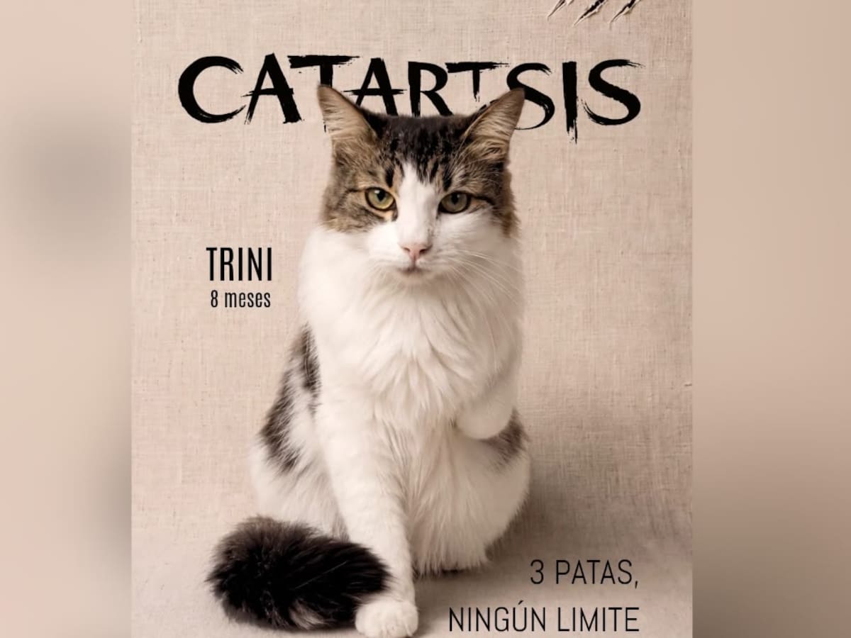 “Catarsis”: la exposición que busca transformar la vida de gatos vulnerables en Barranquilla