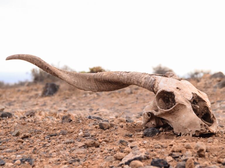Imagen de referencia extinción masiva // Getty Images