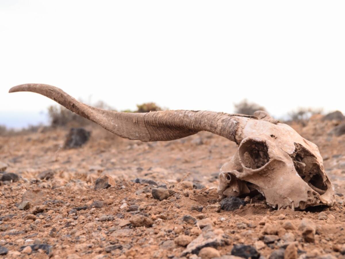 Así sería la extinción masiva que se prevé para el 2100, ¿quiénes sobrevivirían?