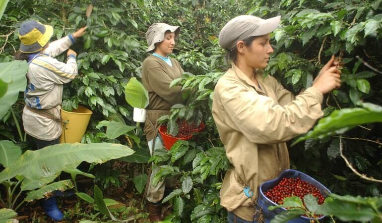 Caficultores afectados por el clima 