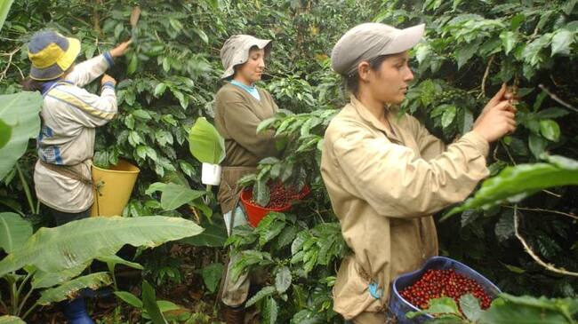 Caficultores afectados por el clima