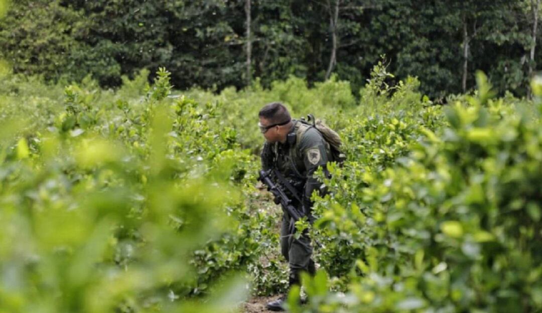 Campesinos y cultivadores de hoja de coca solicitan apoyo en comida
