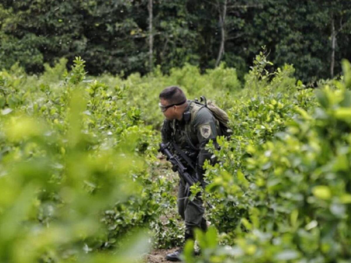 Cultivadores de coca estarían solicitando apoyo en comida y mercados