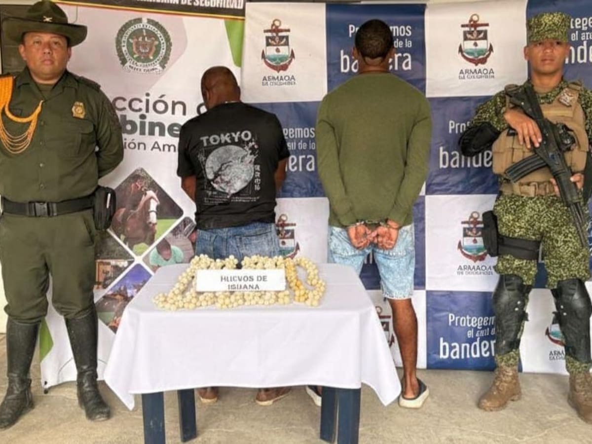 Policía incautó 1.300 unidades de huevos de iguana comercializados ilegalmente en Bolívar