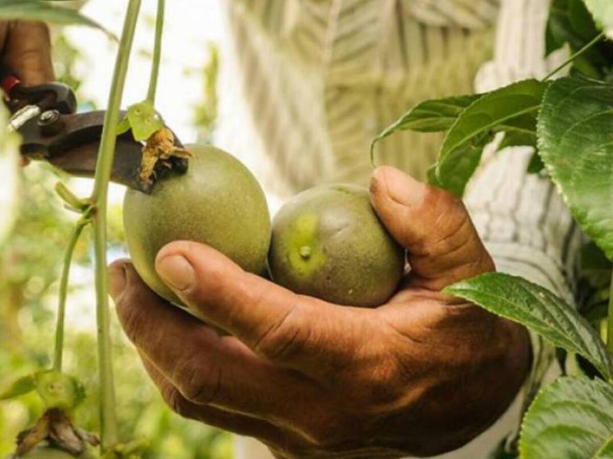Tercera versión del mercado agroecológico en el barrio Gaitán