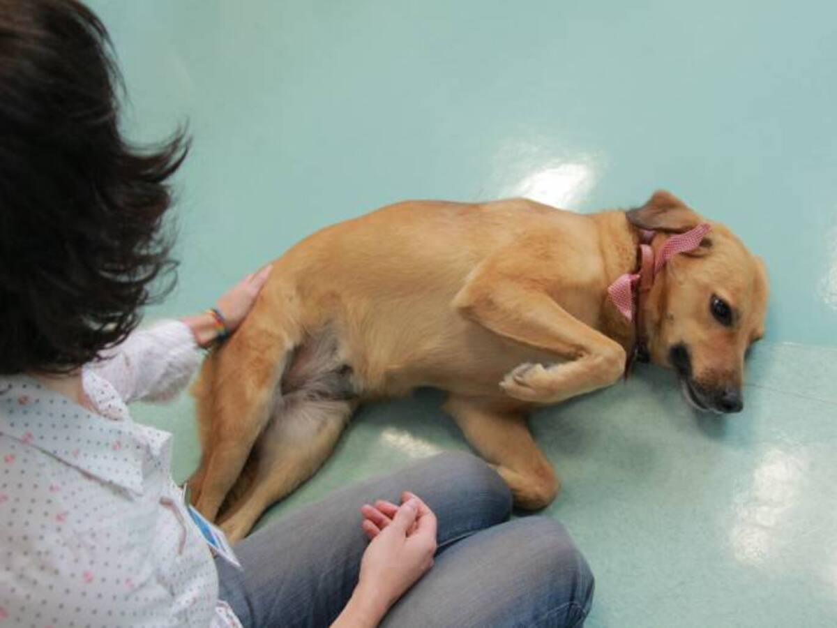 ‘La vida es Linda’, primer libro escrito por una perra criolla colombiana