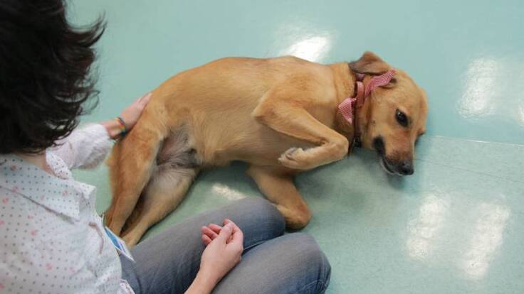 ‘La vida es Linda’, primer libro escrito por una perra criolla colombiana