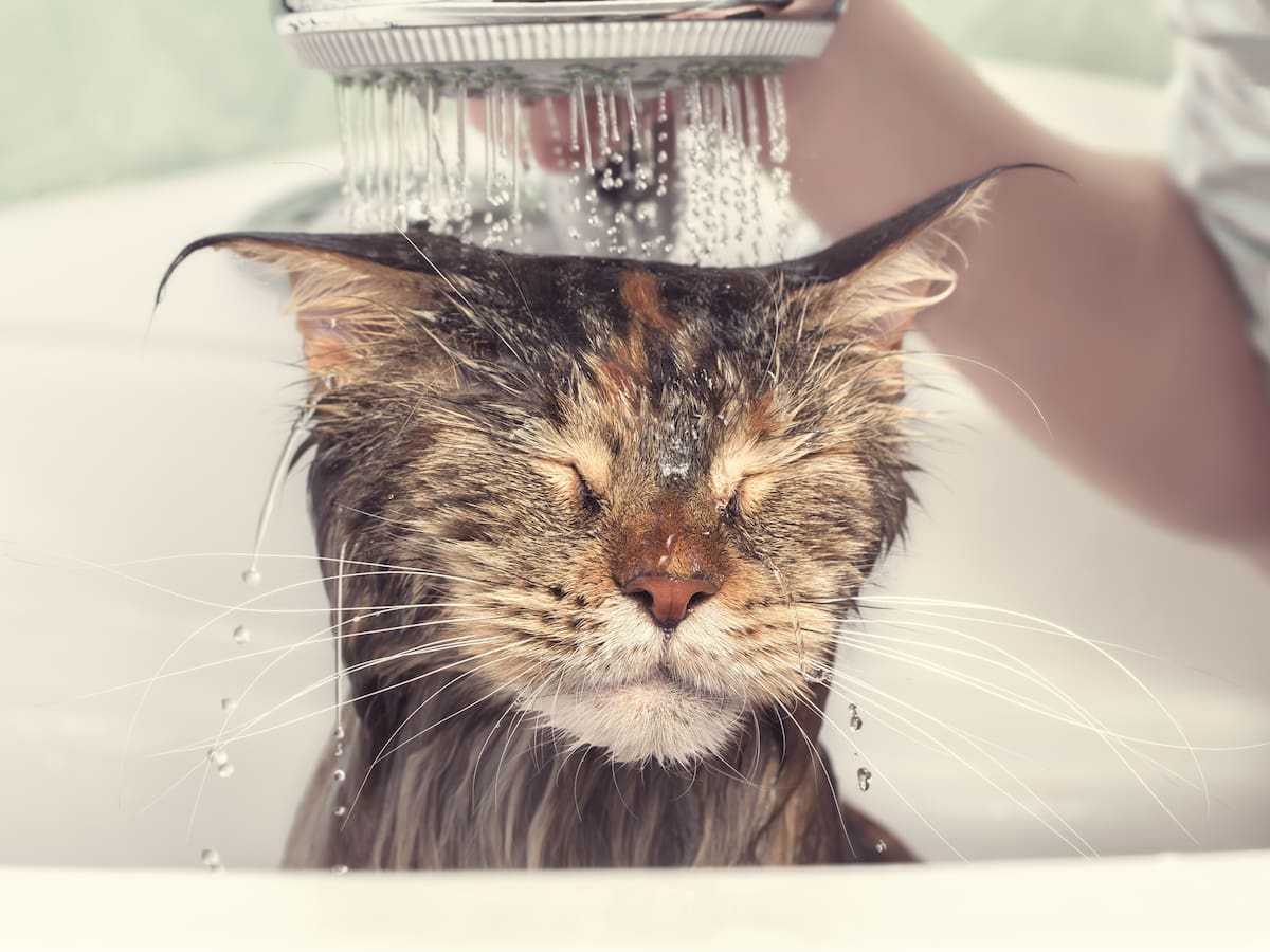 ¿Con qué frecuencia se debe bañar un GATO adulto? Esto recomiendan veterinarios