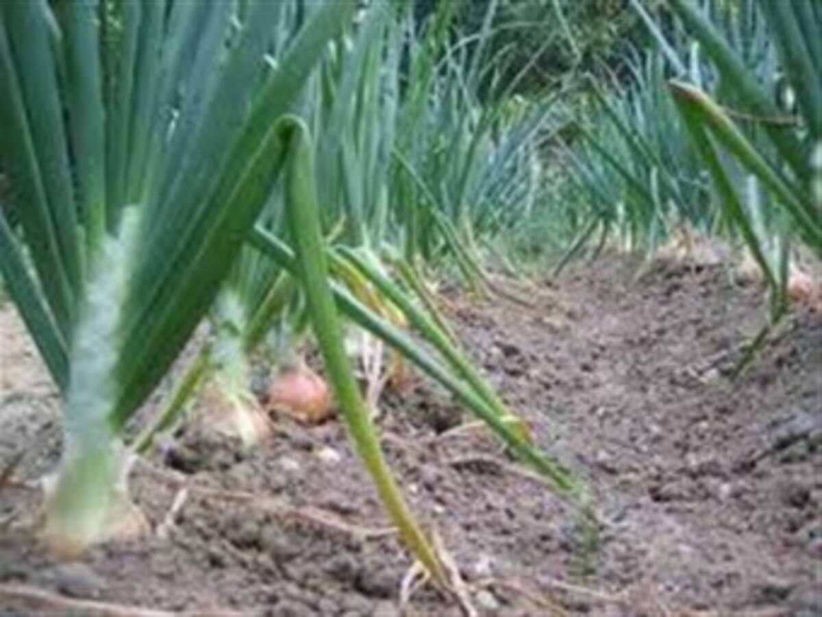 Campesinos instalados en zonas del Lago de Tota para cultivar cebolla deben devolverlos