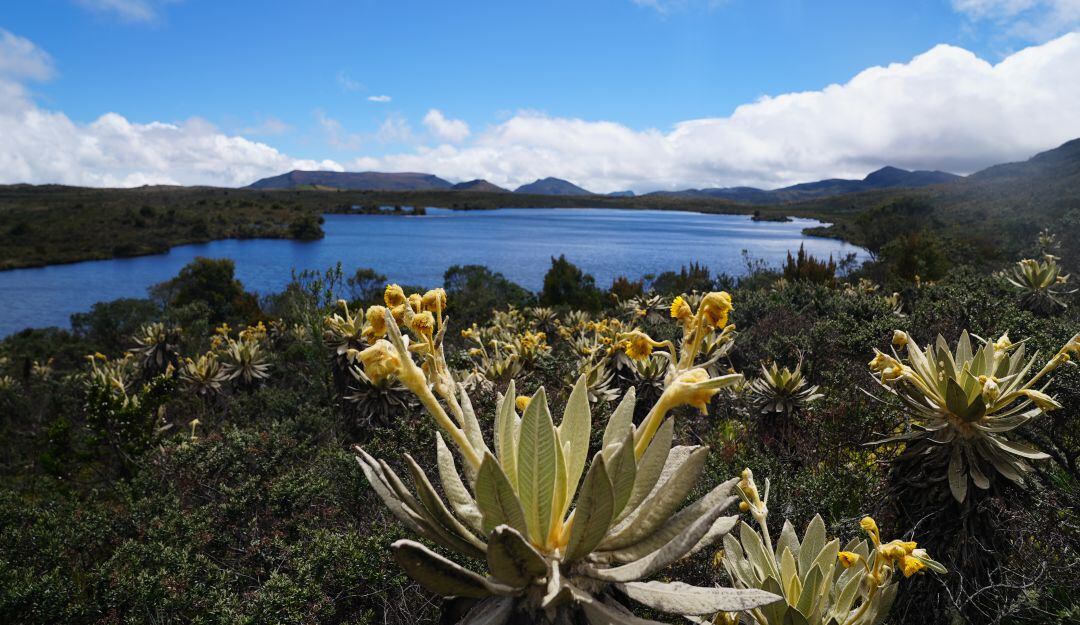 El páramo de Guerrero, ubicado en Cundinamarca, le surte agua a los habitantes del norte de Bogotá.