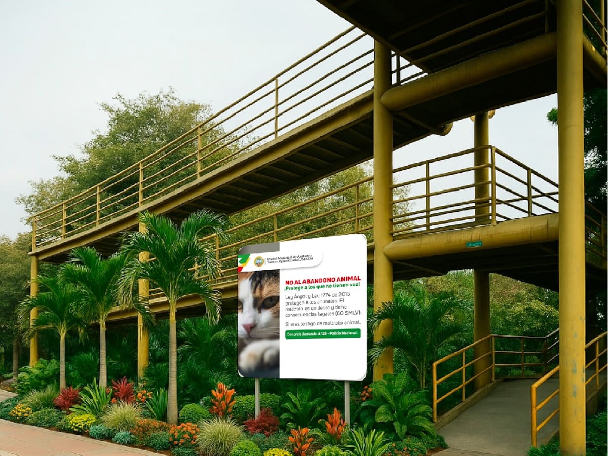 Bajos del puente de Napoleón Perea será embellecido luego del traslado de los gatos: así quedará