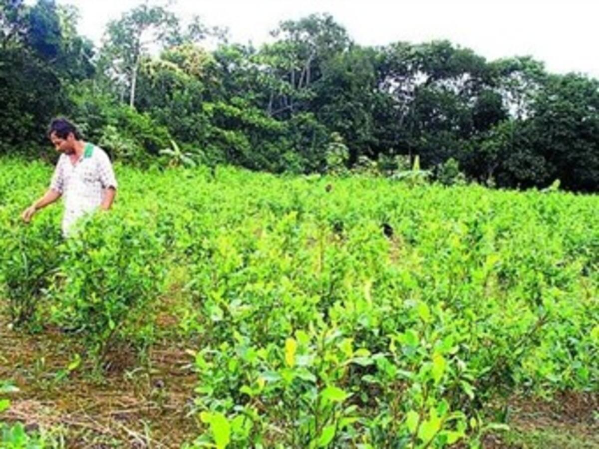 ONU: Colombia es el principal productor de coca del mundo