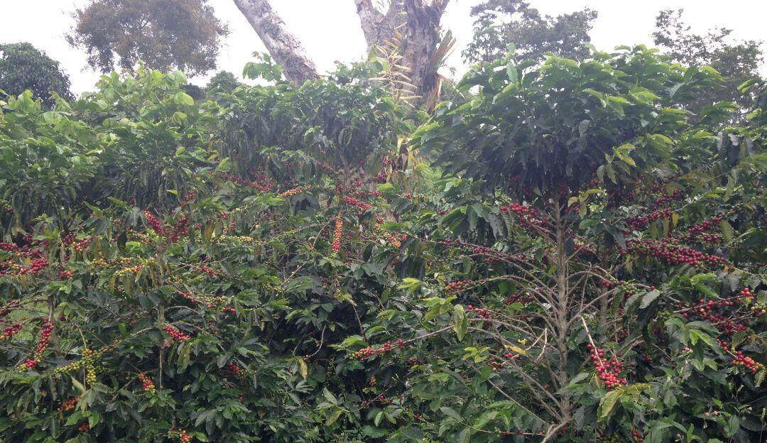 Renovanción de cafetales