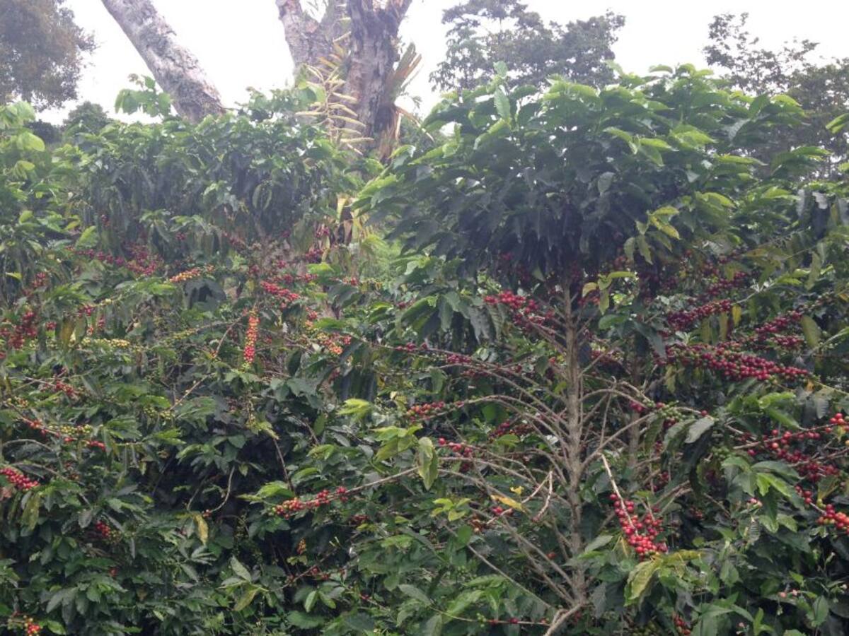 Pequeños caficultores recibirán apoyo para la renovación