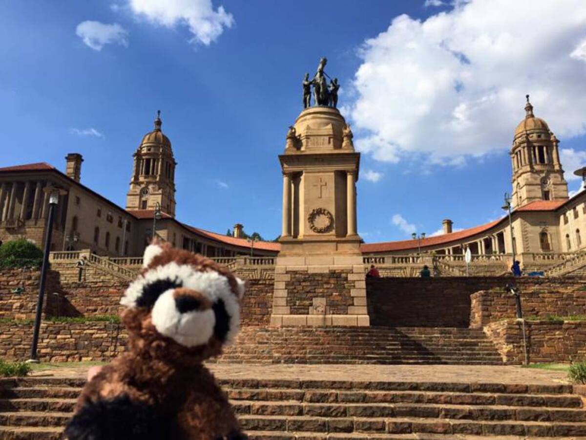 'El mapache' viajero