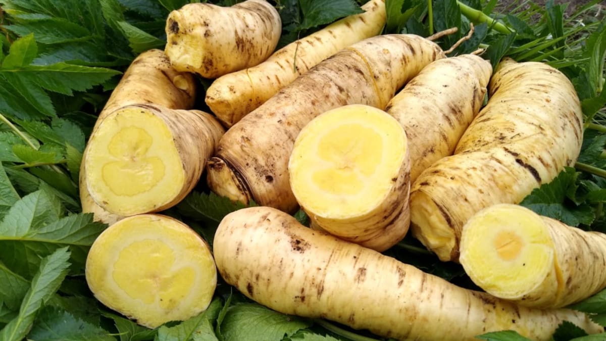 Así es la arracacha, una raíz muy nutritiva