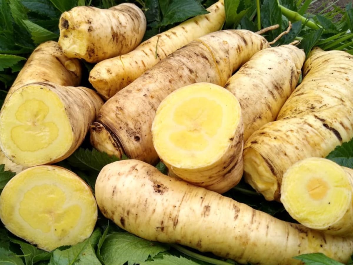 Así es la arracacha, una raíz muy nutritiva