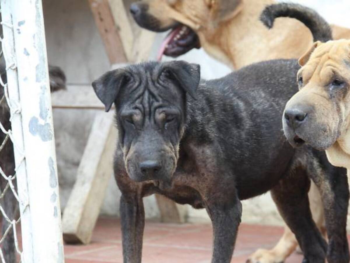 35 animales fueron rescatados de zonas comerciales en Bogotá
