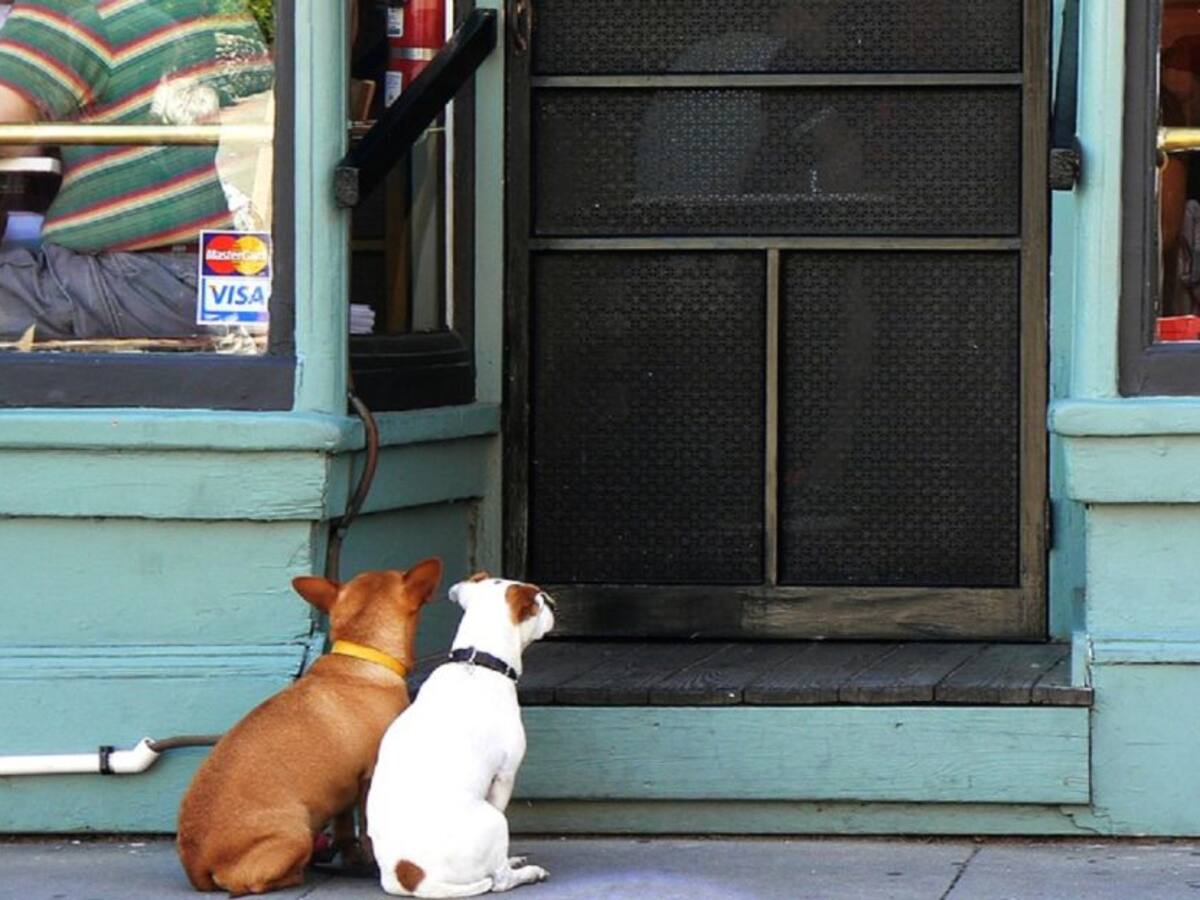 Cada vez son más los lugares que se unen a la onda Pet Friendly