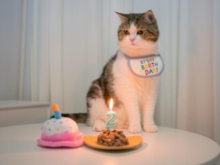 Gato cumpliendo años, imagen de referencia // GettyImages