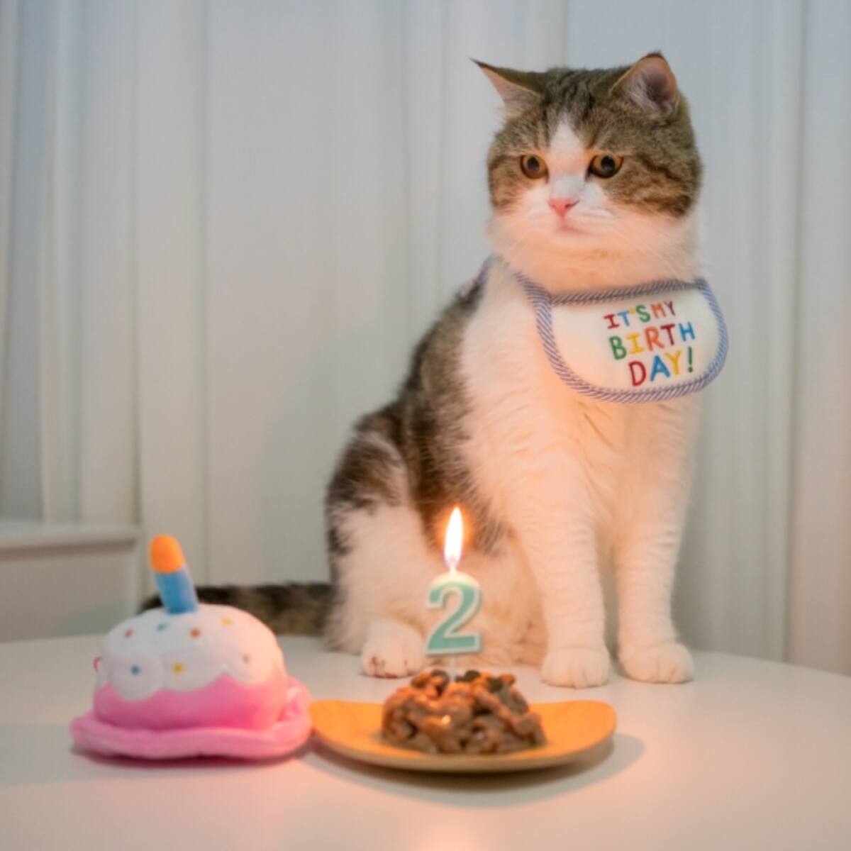 ¿Cómo se puede conocer la edad de un gato? Rasgos que le ayudarán a identificarla