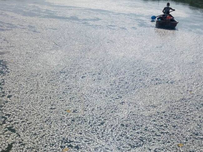 500 kilos de peces muertos se recogieron en cuerpos de agua de Cartagena