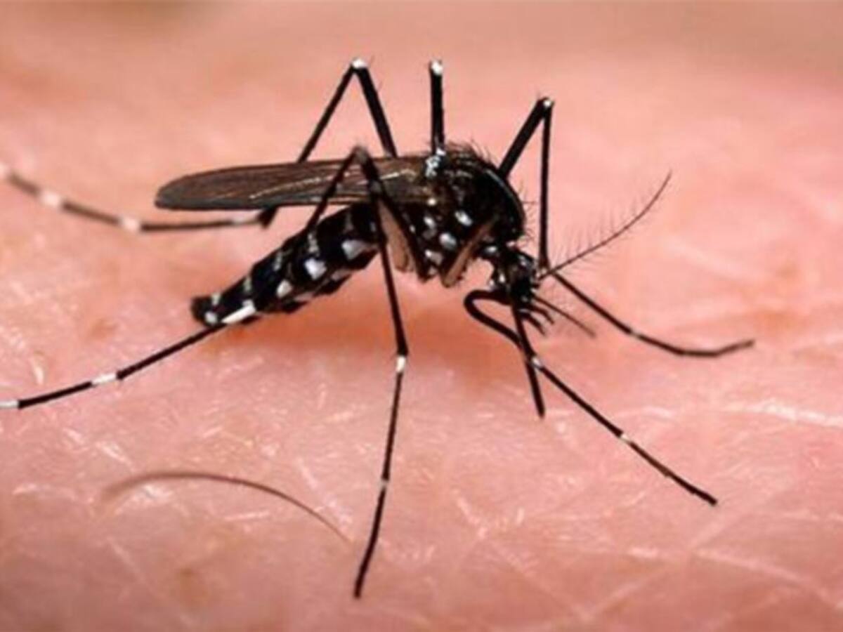 Entre 3 y 4 casos de dengue se registran cada día en Risaralda