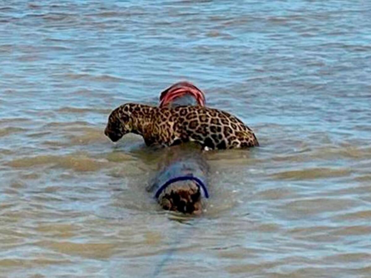 En video: La historia del Jaguar rescatado por la Armada en el mar