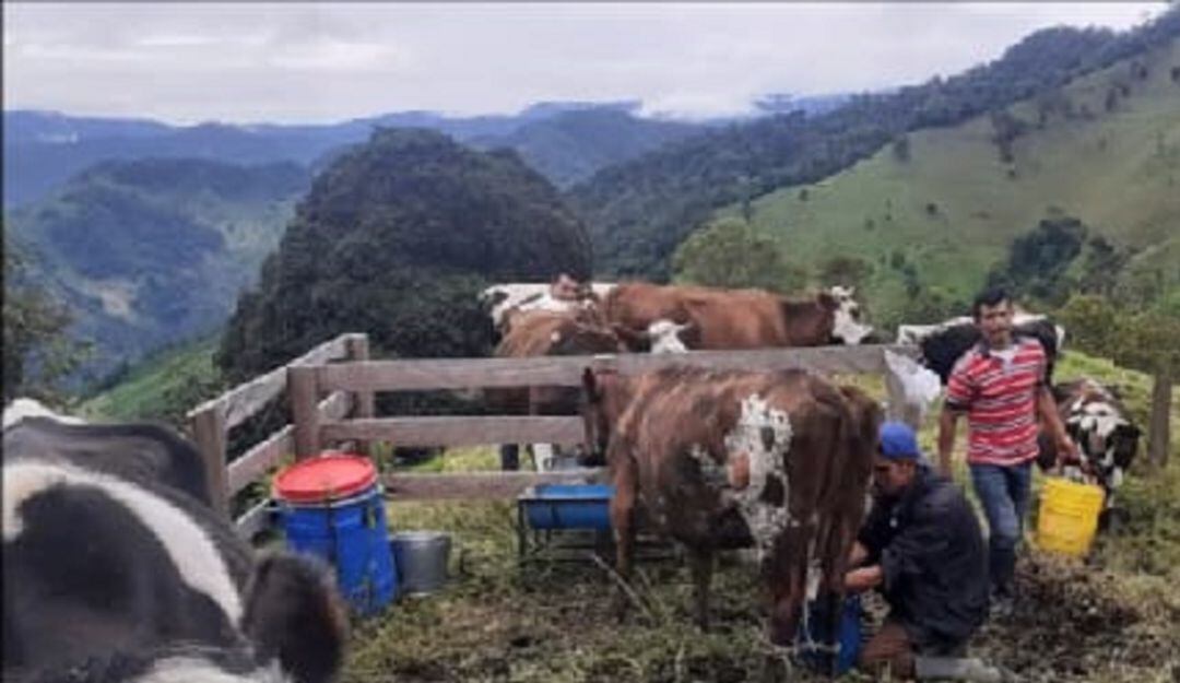 Cuencas lecheras Cajamarca Tolima 