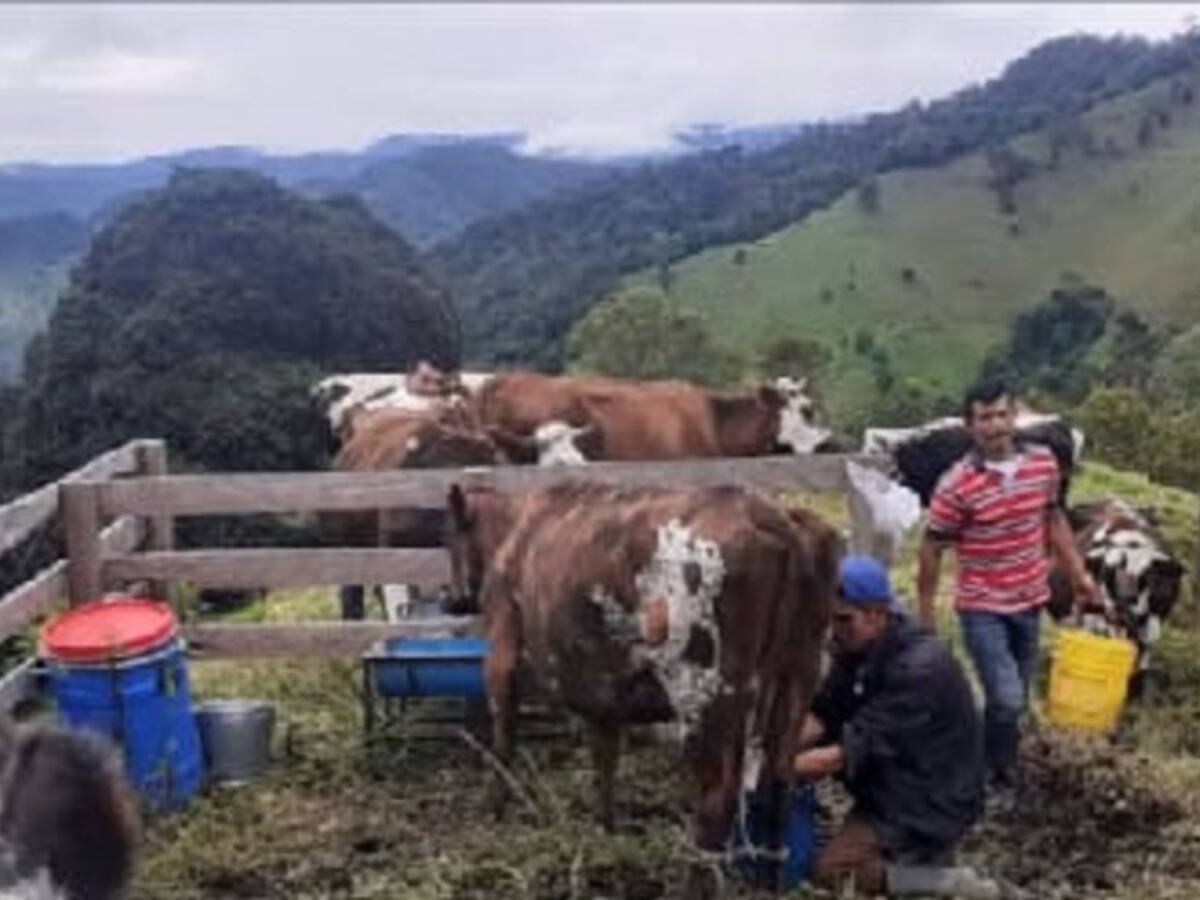 Más de 20.000 litros de leche se están perdiendo por semana en Cajamarca