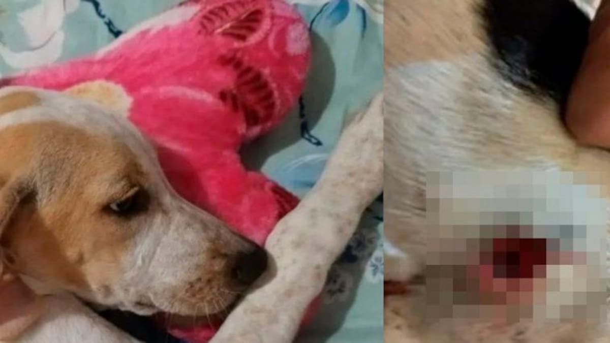 Un perro es atacado a tiros en una vereda de Marinilla, Antioquia