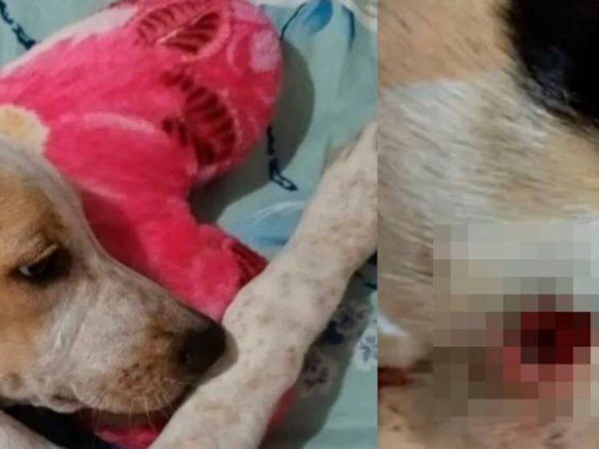 Un perro es atacado a tiros en una vereda de Marinilla, Antioquia
