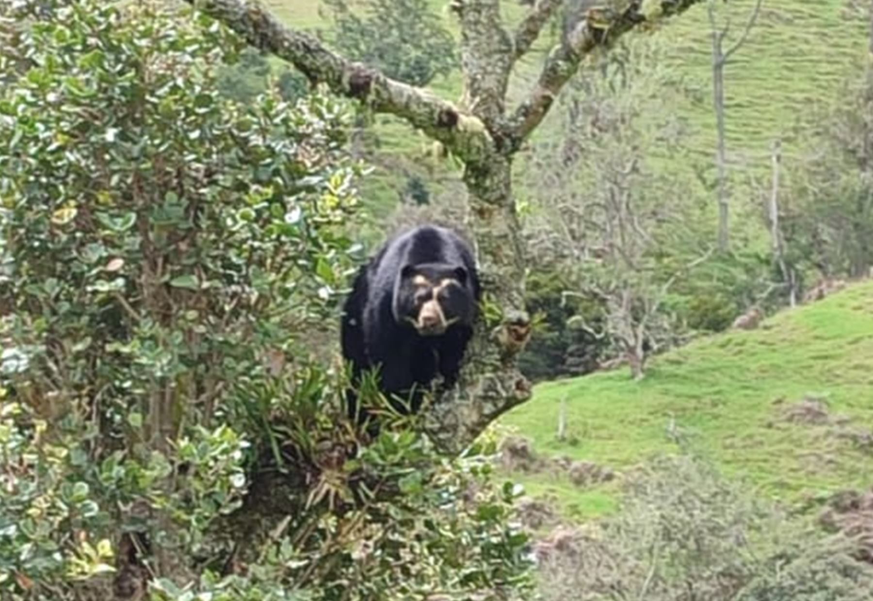 Oso Anteojos en Roncesvalles, Tolima