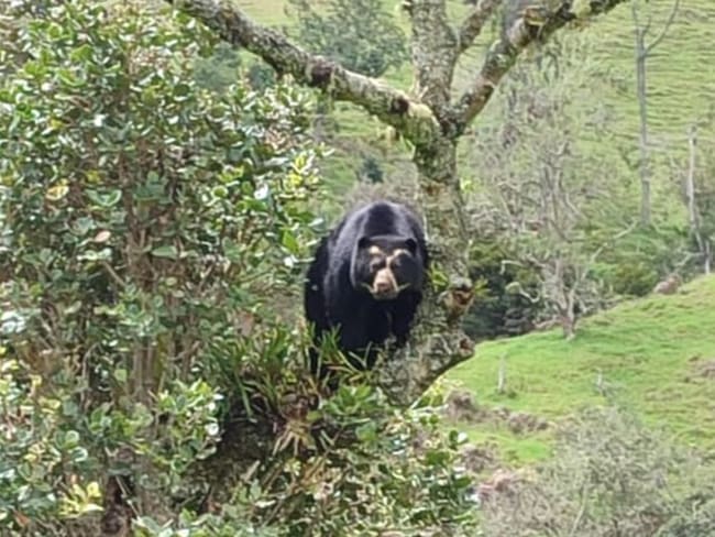 Oso Anteojos en Roncesvalles, Tolima