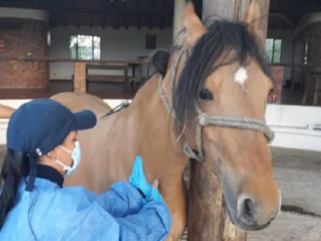 La gripe equina contagia a 500 caballos en el Valle