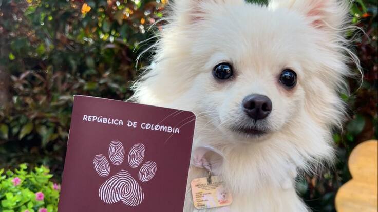 Peludolandia: la tienda de mascotas donde fabrican pasaportes y cédulas para perros y gatos