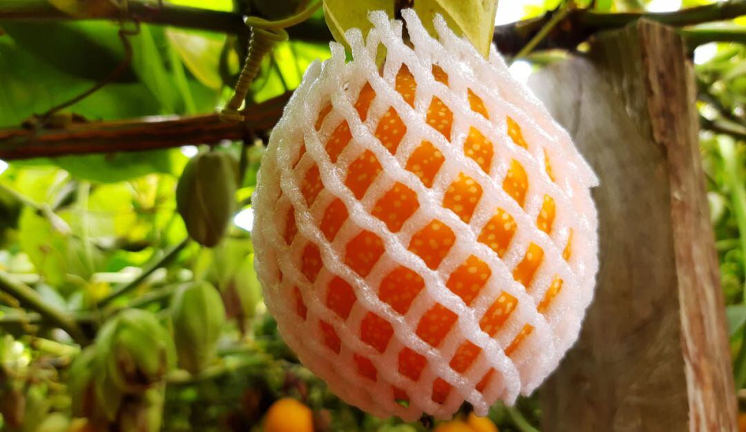 Producción de Granadillas