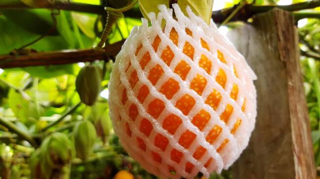 Producción de Granadillas