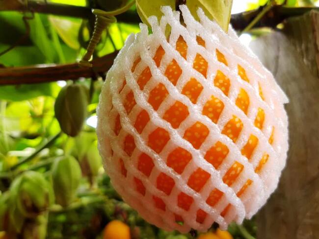 Producción de Granadillas