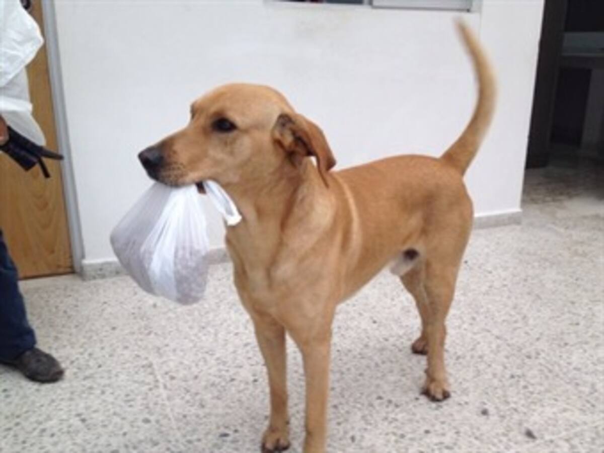 Más de 300 animales fueron rescatados en Manizales